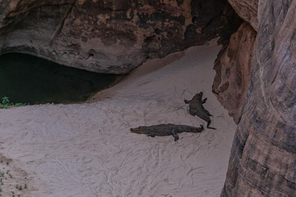 Wüstenkrokodile im Guelta d’Archai