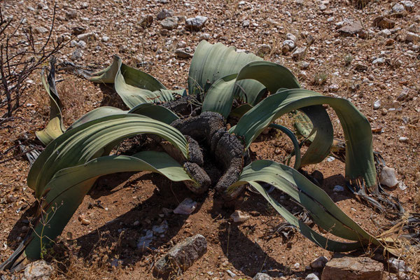 Welwitschia mirabilis