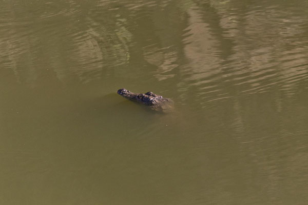 Krokodil im Guelta Matmata