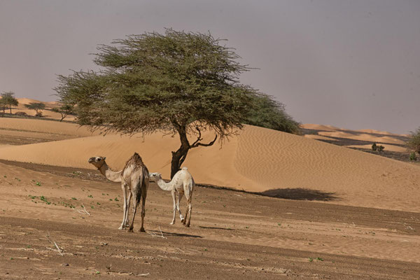 Erg Maqteir