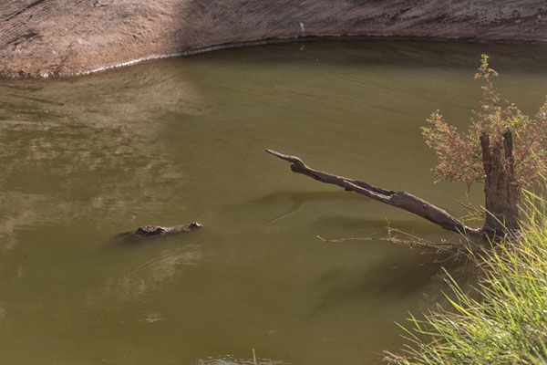 Krokodil im Guelta Matmata