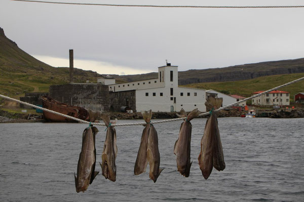 Fischfabrik in Dupavik