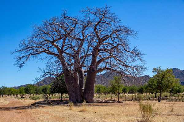 Baobab
