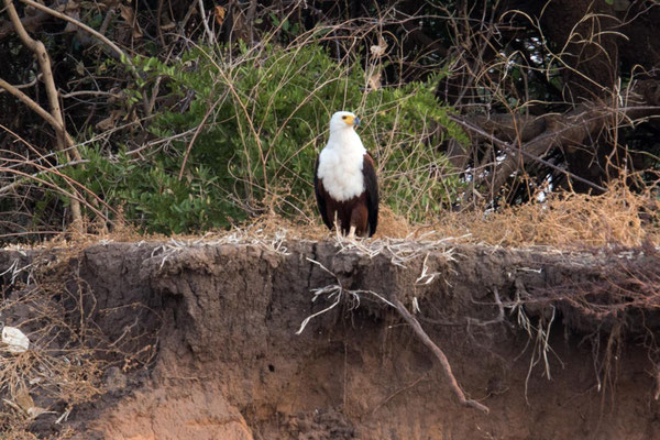 african fisheagle