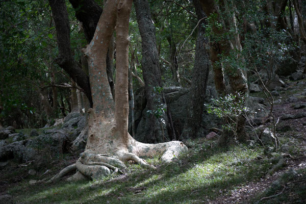 Bosques Ombués