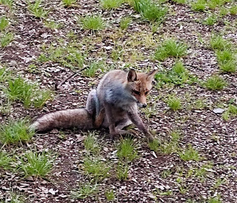 abendlicher Besuch
