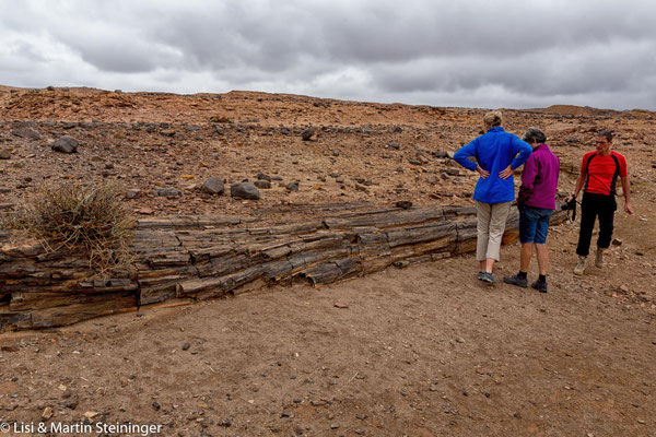 Petrified Trees