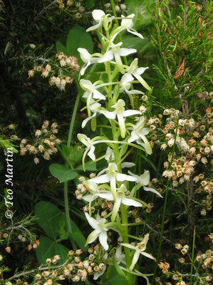 Platanthera bifolia