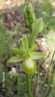 Ophrys sphegodes hipocromática