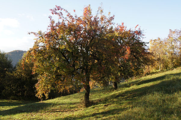 Birnbaum im Oktober