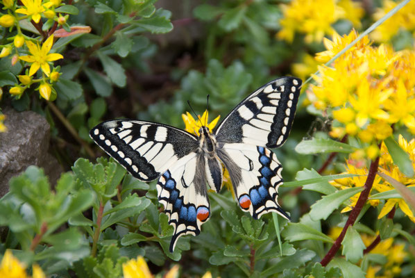 Schwalbenschwanz (Papilio machaon)