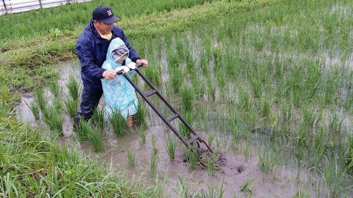 草取り