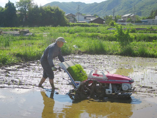 田植え