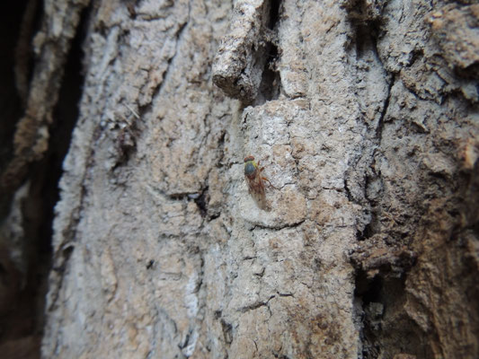 Brachyopa maculipennis april 2019 Novi Sad. sapstroom Salix ssp