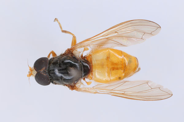 Paratype male, Turkey, coll JvS