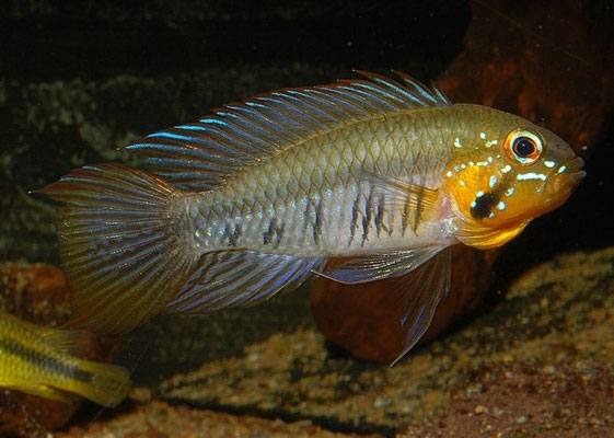 Apistogramma gibbiceps drohend gelbe Morphe