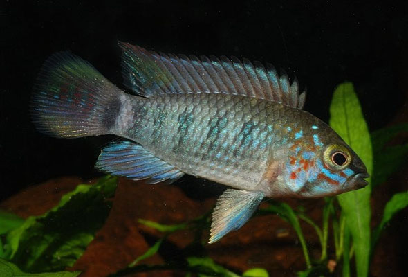 Apistogramma spec. Winkelfleck (Oroja)