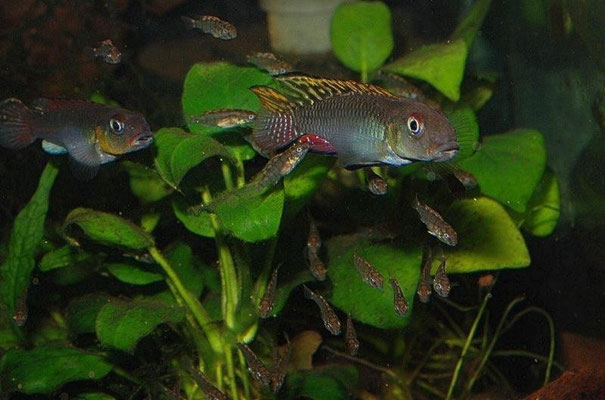 Nanochromis splendens
