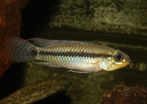 Apistogramma pertensis neutral abwartend