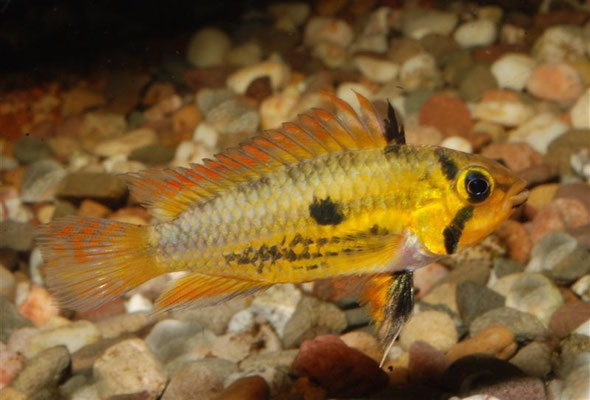 Apistogramma cacatuoides W Nachzucht mit verwaschenen Unterkörperstreifen