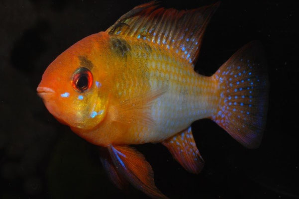 Microgeophagus  ramirezi Mandarin Schmetterlingsbuntbarsch