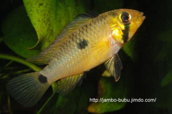 Apistogramma steindachneri Brutpflegefärbung W ZF