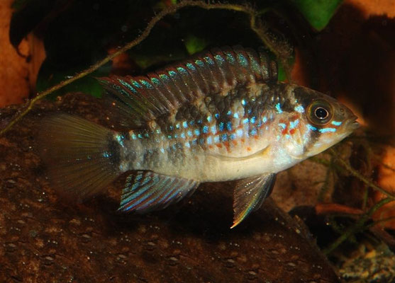 Apistogramma sp. Pebas