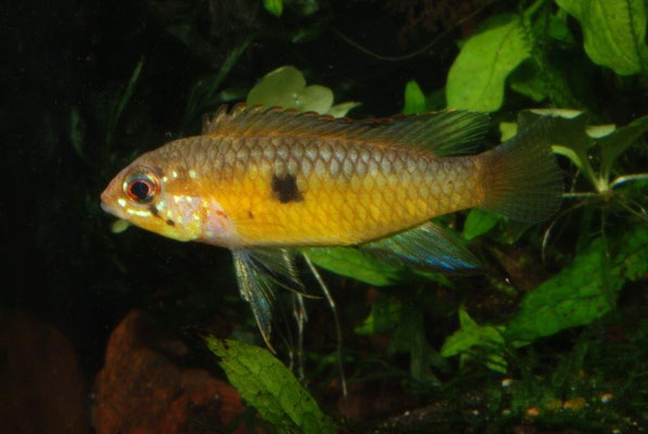 Apistogramma iniridae W Brutpflegefärbung