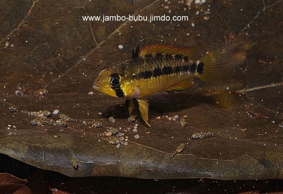 Apistogramma gossei W WF Brutpflegend