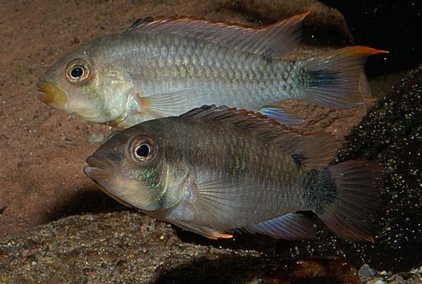 Apistogramma pantalone Paar-W  mit typischer doppelzipfeliger Caudale