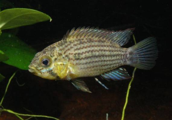 Apistogramma tucurui
