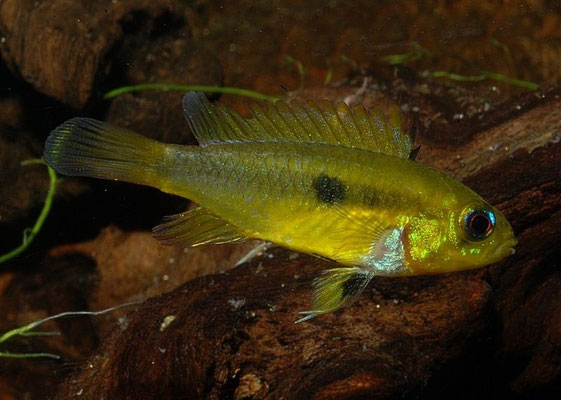 Apistogramma erythrura W Brutpflegefärbung