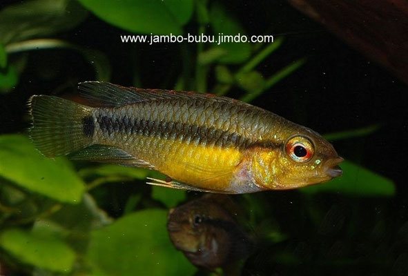 Apistogramma velivera Brutpflegefärbung