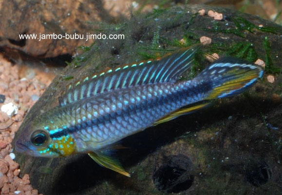 Apiszogramma agassizii Alenquer  WForm  blau glänzend