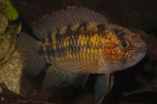 Nannacara sp."Rot" M. stimmungsbedingte Färbung