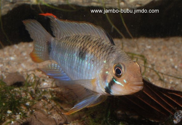 Apistogramma steindachneri adult drohend-WF-Surinam-Coropina Creek