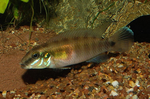 Wallaceochromis signatus W.Junge führend