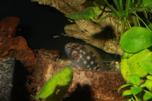 Nannacara aureocephalus W. Brutpflegefärbung, Junge führend