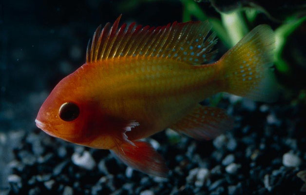 Microgeophagus  ramirezi Gold Schmetterlingsbuntbarsch