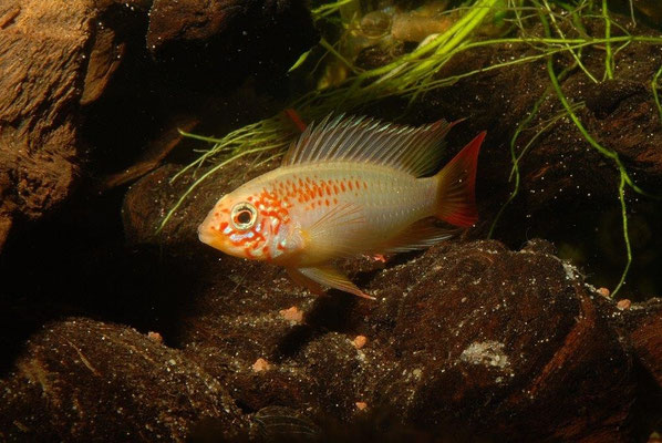 Apistogramma macmasteri  Zuchtform gold