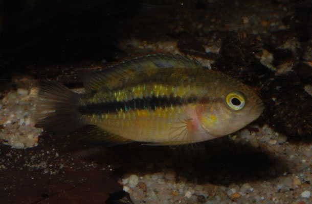 <nannacara aureocephalus W.  neutral gefärbt