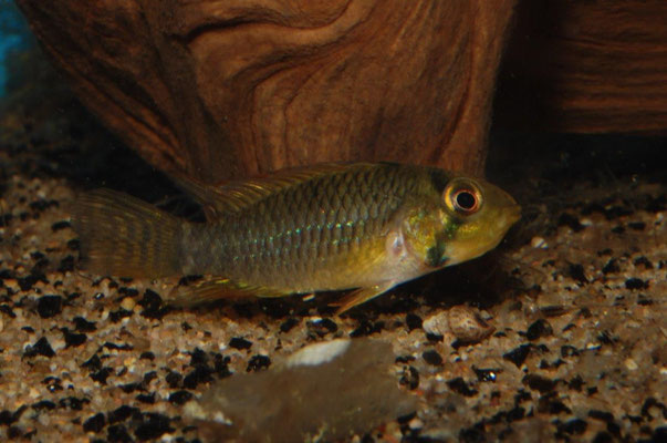 Apistogramma piauensis