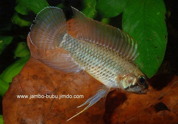 Apistogramma velivera  drohend ,driftend hoch agressiv