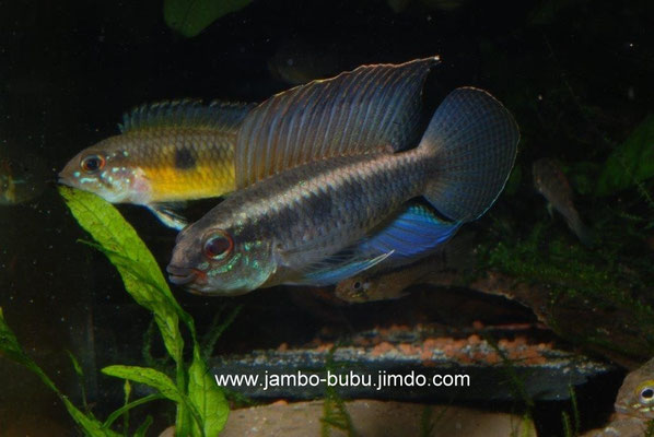 Apistogramma iniridae Paar balzend