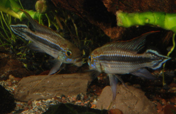 Ap. sp. Tefe