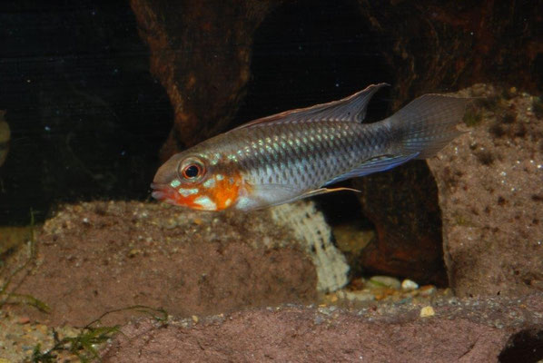 Apistogramma sp. Blutkehl- flabelicauda oder nur Morphe