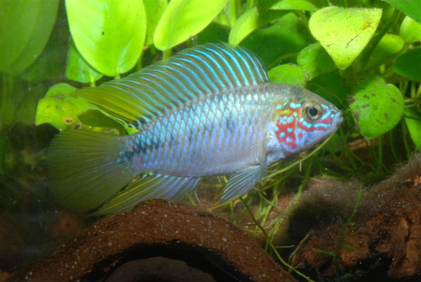 Apistogramma borellii "Opal"