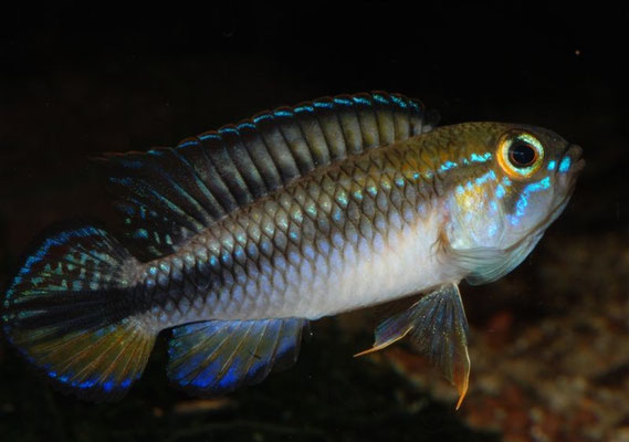 Apistogramma gephyra M