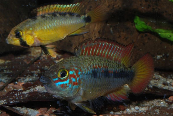 Apistogramma spec "Papagei"