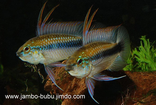 Apistogramma erythrura lateral drohend, Flossen schlagend